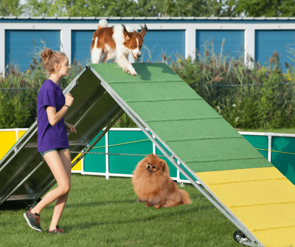 Activités en Plein Air pour Animaux