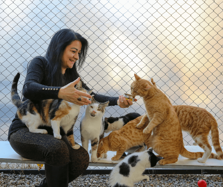 Éducation Positive des Animaux de Compagnie