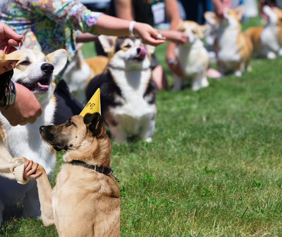 Éducation Positive des Animaux de Compagnie