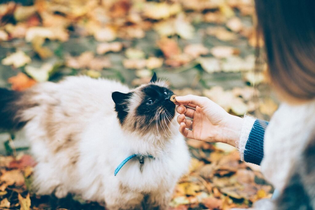 Régime alimentaire pour animaux