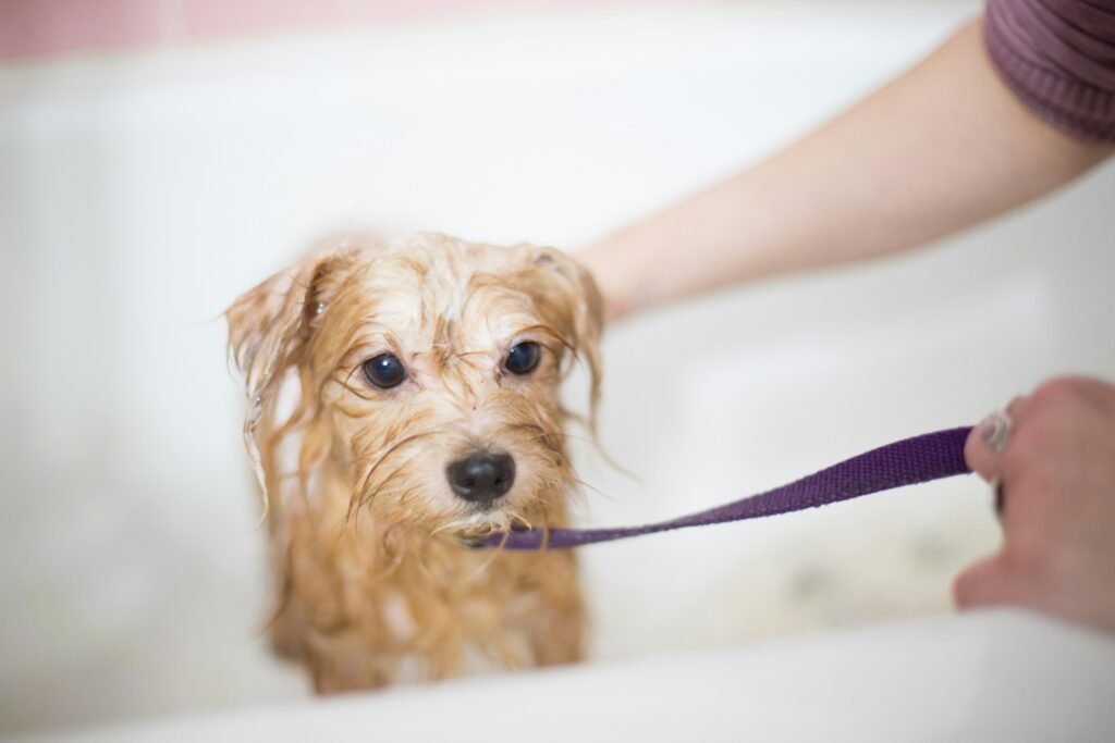 Shampooings naturels et bio pour Animaux