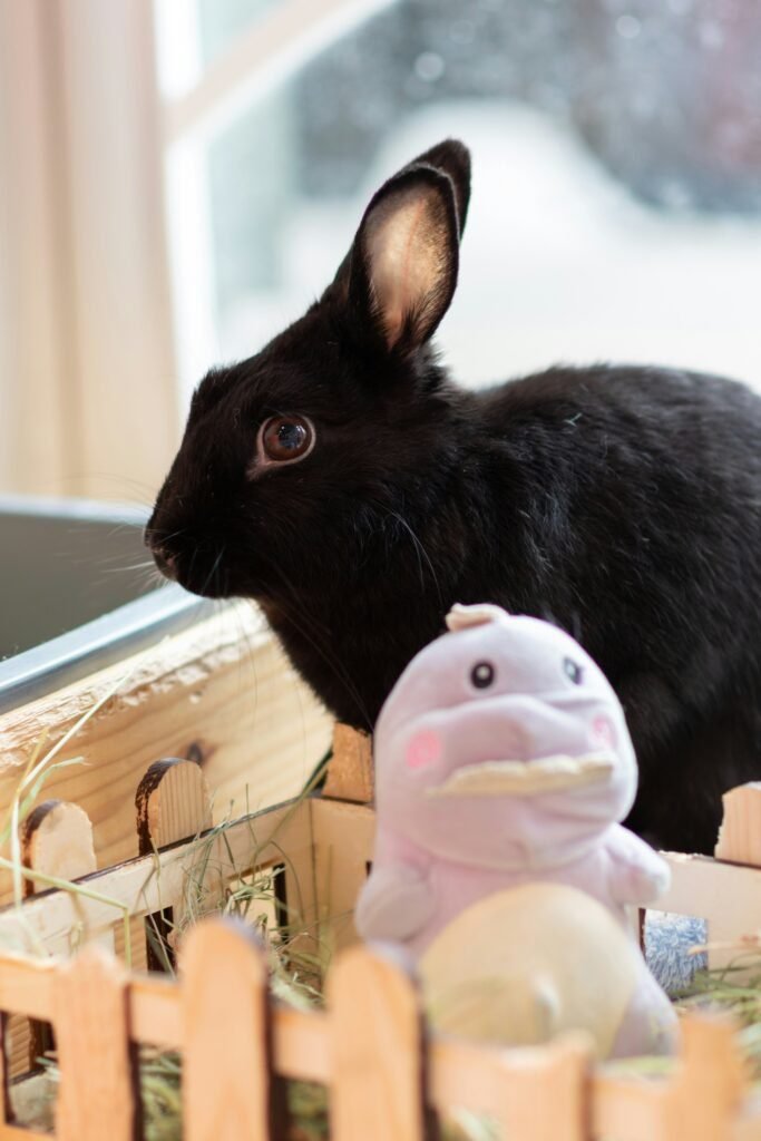  jouets écologiques pour animaux