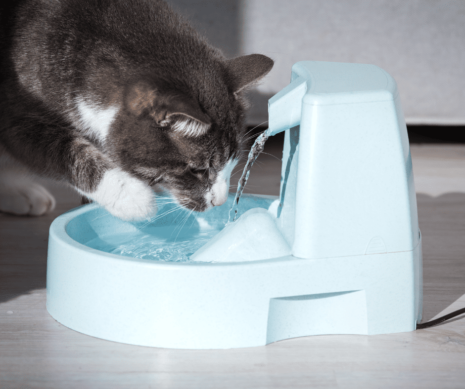fontaines à eau pour chat